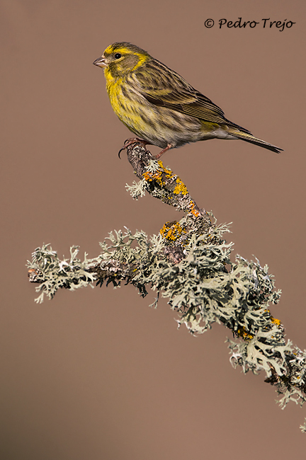 Verdecillo (Sirunus serinus)